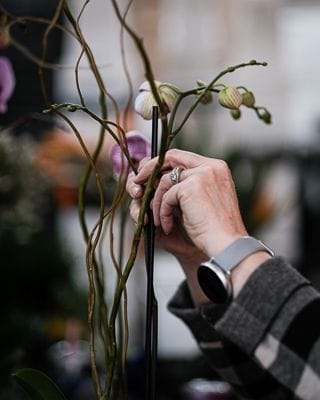 A fresh shipment of orchids & plants!